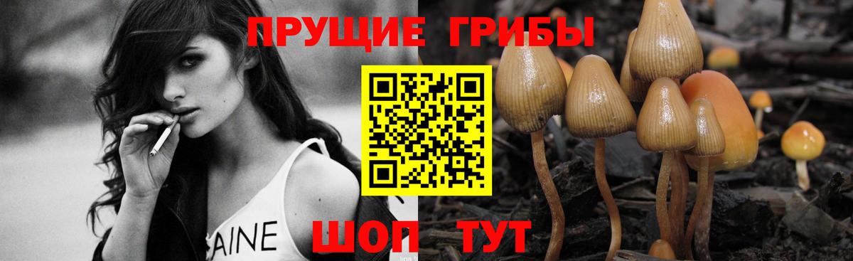 Псилоцибиновые грибы Cubensis Кисловодск